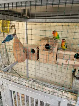 Dijual Love bird 2 pasang