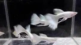 Guppy gapi ikan hias white platinum albino sepasang remaja