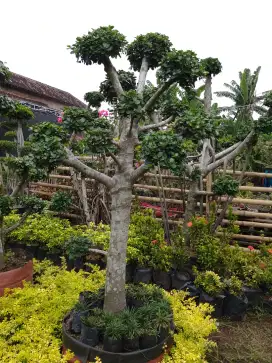 Bonsai dollar taman hias istimewa