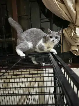 Kucing indukan Bsh Bicolor / British Shorthair 18 Bulan