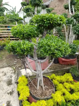 Bonsai taman hias istimewa