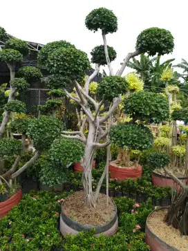 Bonsai dollar hias taman istimewa