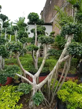Bonsai taman dollar istimewa