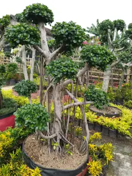 Bonsai taman hias dollar istimewa