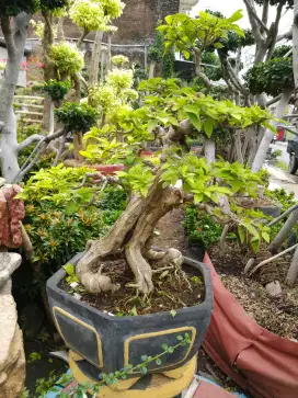 Bonsai hias bunga Bougenville istimewa