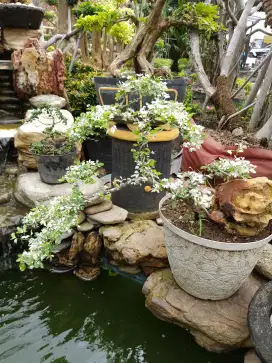 Bonsai hias asem londo istimewa