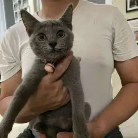 Open Adopt 3 Kitten BSH Lokasi Cibubur