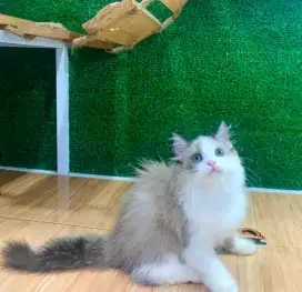 Kucing kitten ragdoll luucu imut jantan