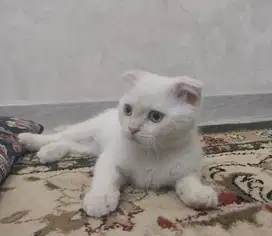 Kucing kitten Scottish fold Blueeyes Super langka