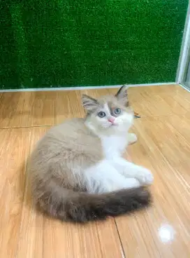Kucing kitten ragdoll luccu imut jantan