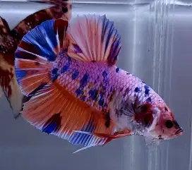 ikan cupang giant candy