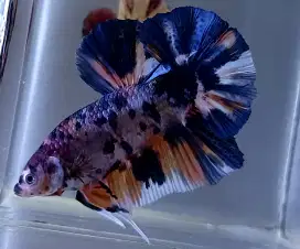 ikan cupang giant candy nemo