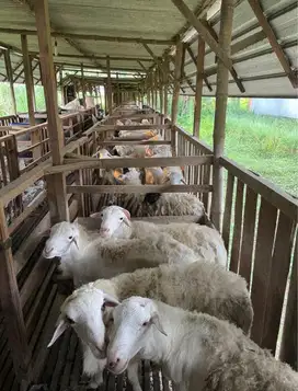 Domba Kambing Hewan Qurban Free Ongkir