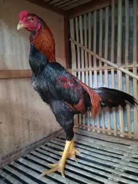 Ayam Bangkok Muda