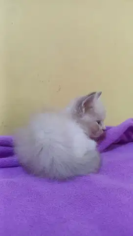 kucing kecil himalaya x siam
