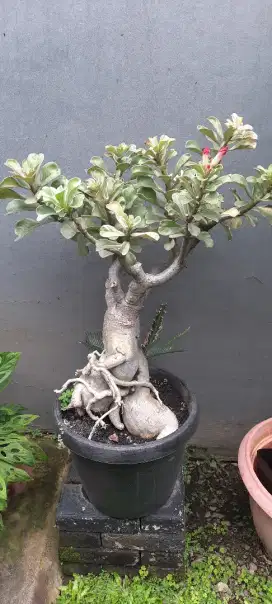 Pohon kamboja varigata 500 nego