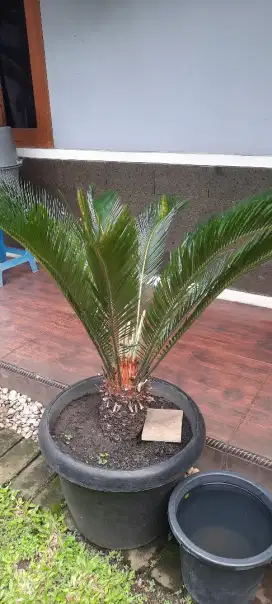 Pohon sikas haji 500 nego