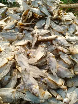 Grosir ikan asin sepat rawa