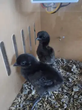 JUAL AYAM CEMANI UMUR 3 minggu