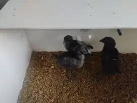 JUAL AYAM CEMANI UMUR 1 BULAN