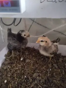 JUAL AYAM KATE UMUR 3 minggu