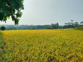 Dijual Tanah Sawah Produktif dekat lembur pakuan subang
