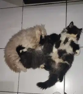 Ready to Adop Kucing Persia Flatnose Kitten