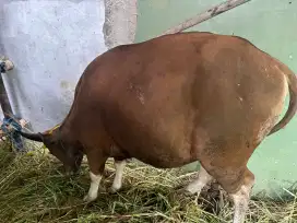 Sapi qurban sehat gemuk