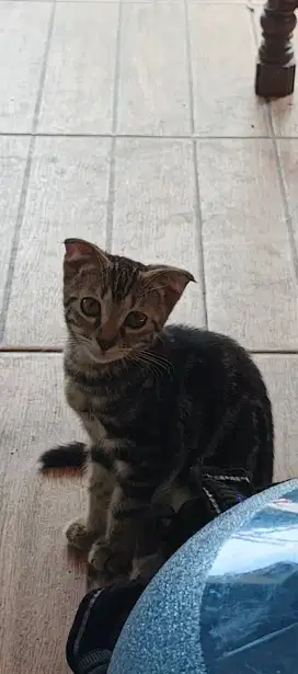 Anak Kucing Mix Beng4l x American Shorthair – Betina Telinga Lipat