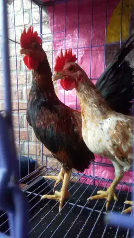 Ayam kate jantan