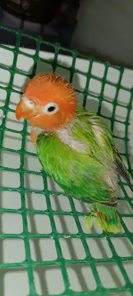 Anakan biola kepala merah cling