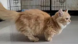 PCB Kucing Munchkin Betina 6 Bulan