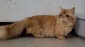 SIDOARJO Kucing Munchkin Jantan 1 Tahun
