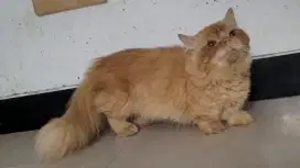 PCB Kucing Munchkin Jantan 1 Tahun