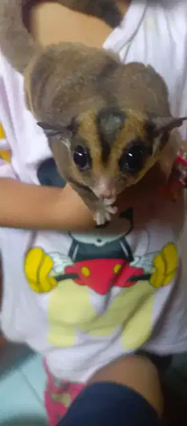 Sugar glider jantan