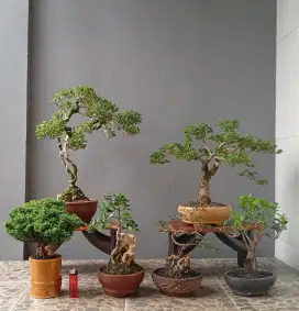 Bonsai murah ada 5 pot