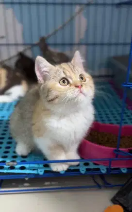 Kucing british short hair