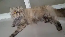 SIDOARJO Kucing Persia Peaknose Ekstrim Betina 3 Tahun