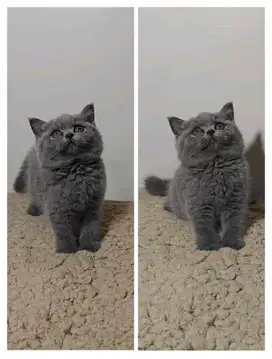 Kucing british short hair