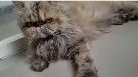 PCB Kucing Persia Peaknose Ekstrim Betina 3 Tahun