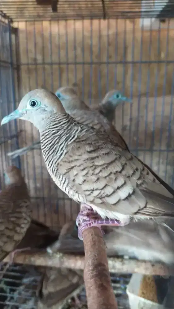 Burung perkutut lokal bahan