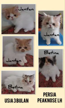 Lepas Adopt Kucing LH Persia Usia 3 Bulan