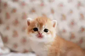 Kitten scottish golden