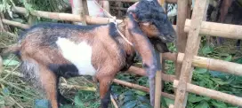Kambing qurban gemuk