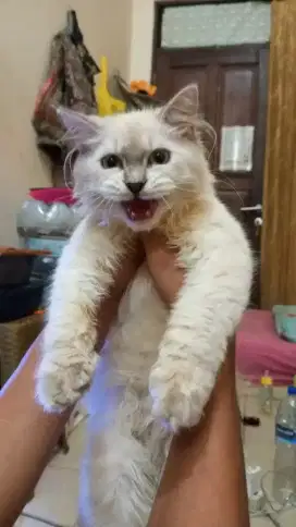 Kucing himalaya flatnose longhair 4bulan