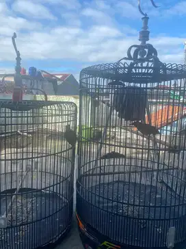 Murai 1 pasang sudah produksi