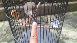 Trocok, Trucuk, Trocokan Suara Murai, Suara Cucak Ijo, Salakan dll