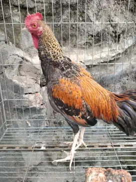 Ayam Bekisar Jantan