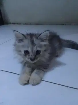 Persia betina umur 4 bln