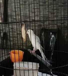 Kenari Trah kenari rasmi putih